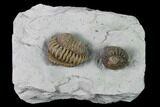 Two Enrolled Flexicalymene Trilobites - Cincinnati, Ohio #135533-2